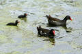 Moorhen