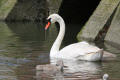 Mute Swan