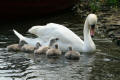 Mute Swan