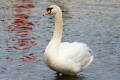 Mute Swan