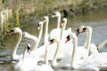 Mute Swan