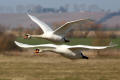 Mute Swan