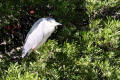 Night Heron