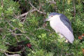 Night Heron