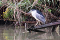 Night Heron