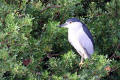 Night Heron