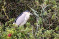 Night Heron