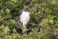 Night Heron