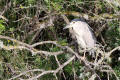 Night Heron