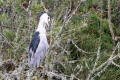 Night Heron
