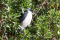 Night Heron