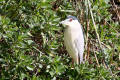 Night Heron