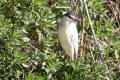 Night Heron