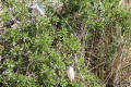 Night Heron