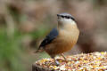 Nuthatch