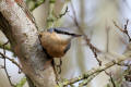 Nuthatch