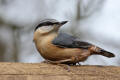 Nuthatch