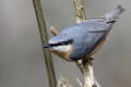 Nuthatch