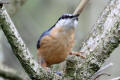 Nuthatch