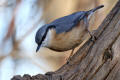 Nuthatch