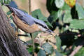 Nuthatch