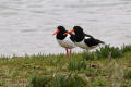 Oystercatcher