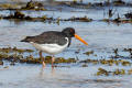 Oystercatcher