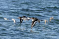 Oystercatcher