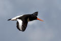 Oystercatcher