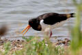 Oystercatcher