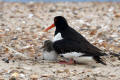 Oystercatcher
