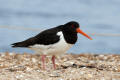 Oystercatcher