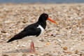 Oystercatcher