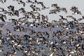 Oystercatcher