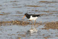 Oystercatcher