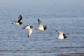 Oystercatcher