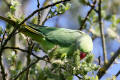 Ring-necked Parakeet
