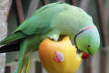 Ring-necked Parakeet