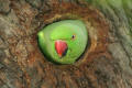 Ring-necked Parakeet