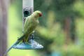 Ring-necked Parakeet