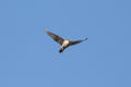 Peregrine