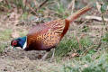 Pheasant