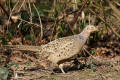 Pheasant