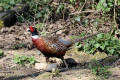 Pheasant