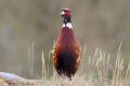 Pheasant