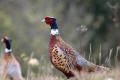 Pheasant