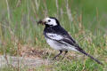 Pied Wagtail