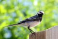 Pied Wagtail