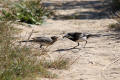 Adult and juvenile Pied Watail