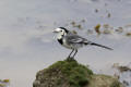 Pied Wagtail